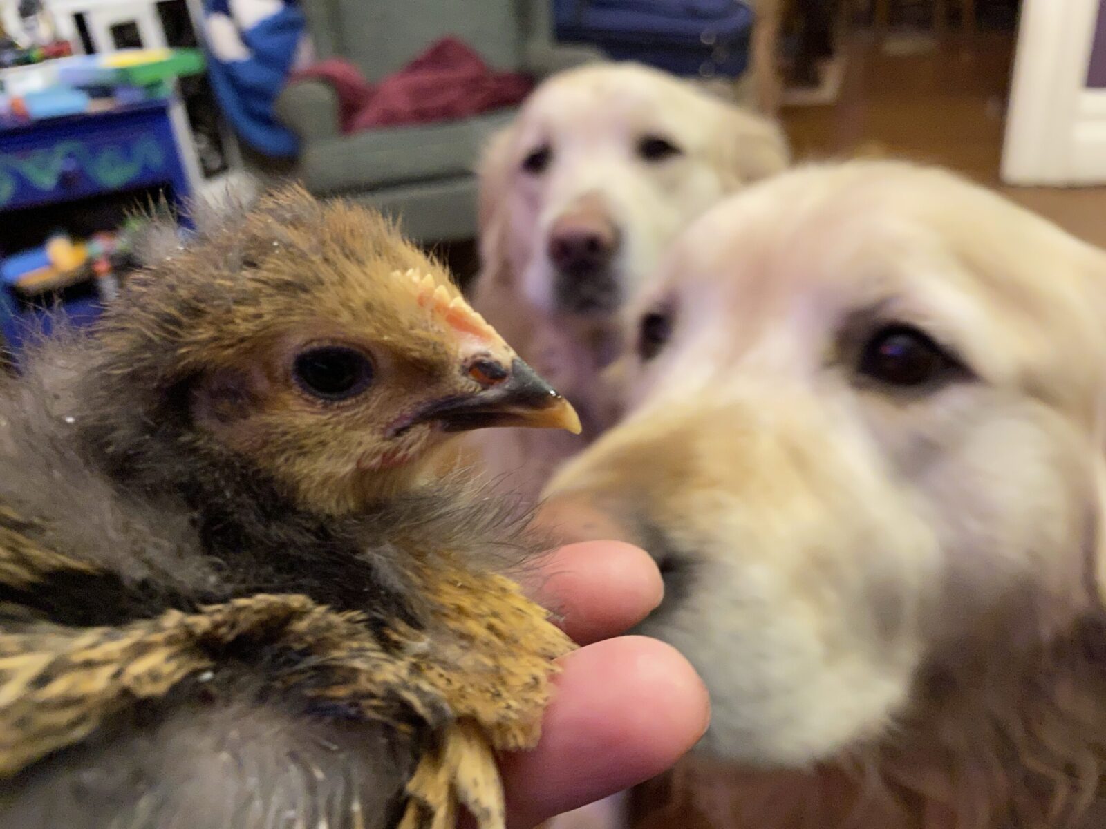 Golden retriever outlet and chickens