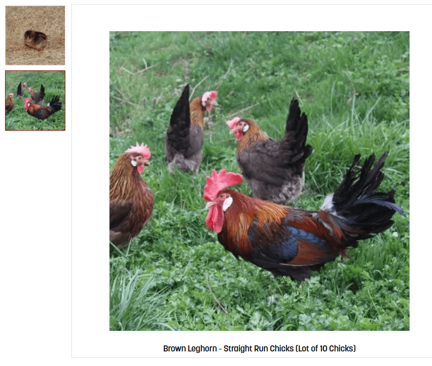 Brown Leghorns? Americana? Starlink Green Egger? Marvin/Melvin and maybe Big  Bird? – Lucky Cluckers